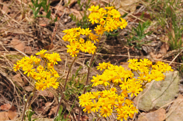 Packera neomexicana has flower heads in open or compact cymose-like arrays as shown in the photo. The floral heads range from 3 to 20 per plant. Note that the flowers have both ray and disk florets.  New Mexico Groundsel